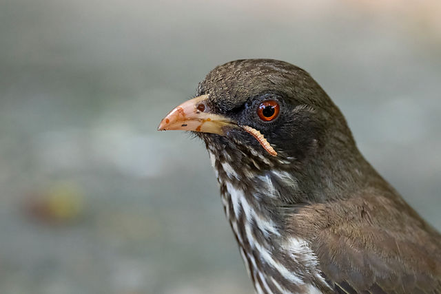 Palmchat
