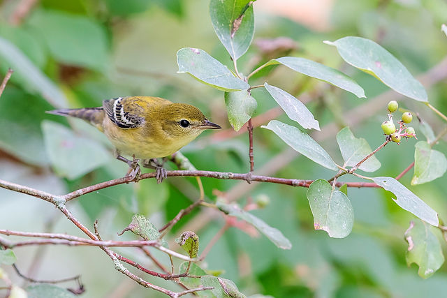 Bay-breasted Warbler