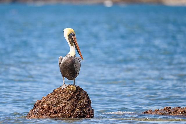 Brown Pelican