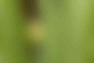 Common Tody-Flycatcher