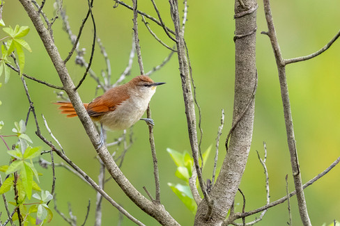 Yellow-chinned Spinetail