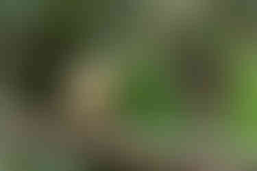 Black-goggled Tanager