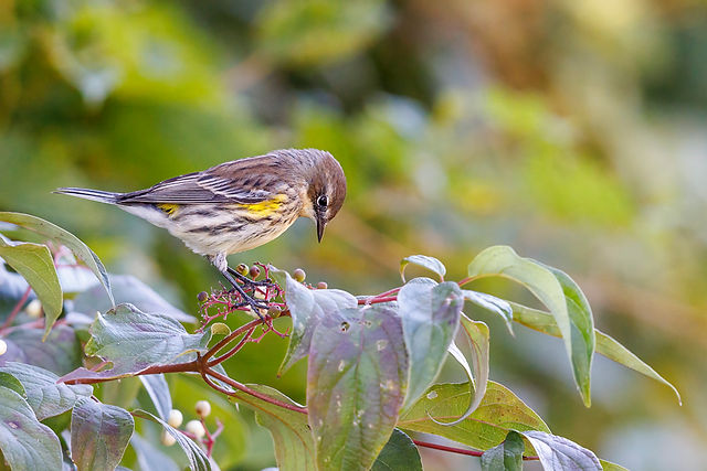Yellow-rumped Warbler