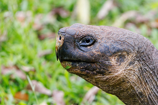 Santa Cruz Giant Tortoise