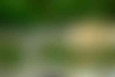 Yellow-crowned Night-Heron