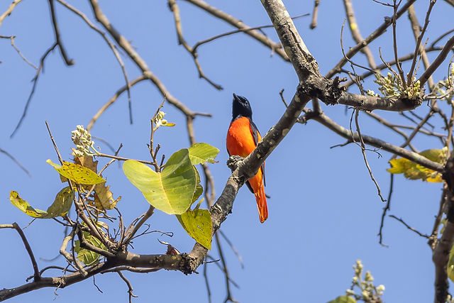 Scarlet Minivet