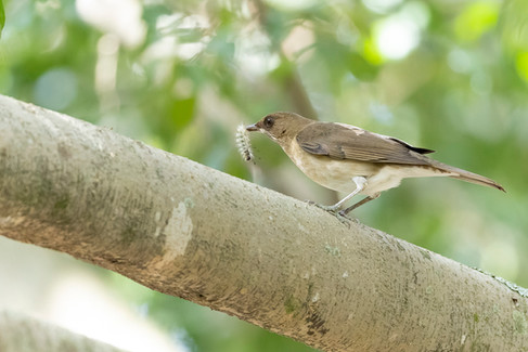 Creamy-bellied Thrush