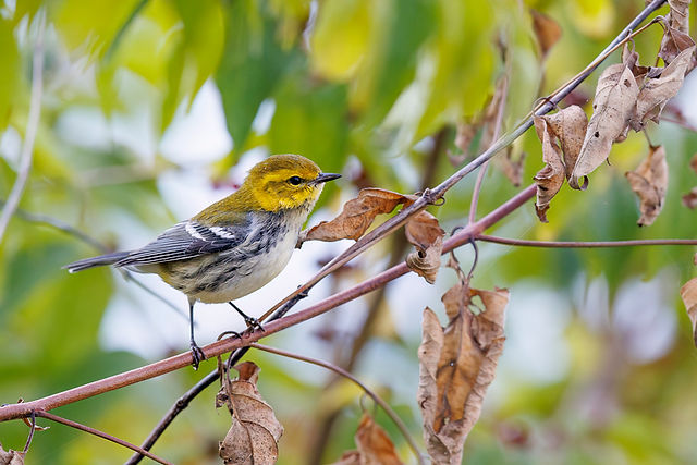 Black-throated Green Warbler