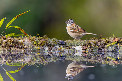 Rufous-collared Sparrow