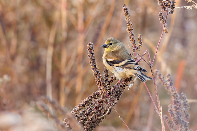 American Goldfinch