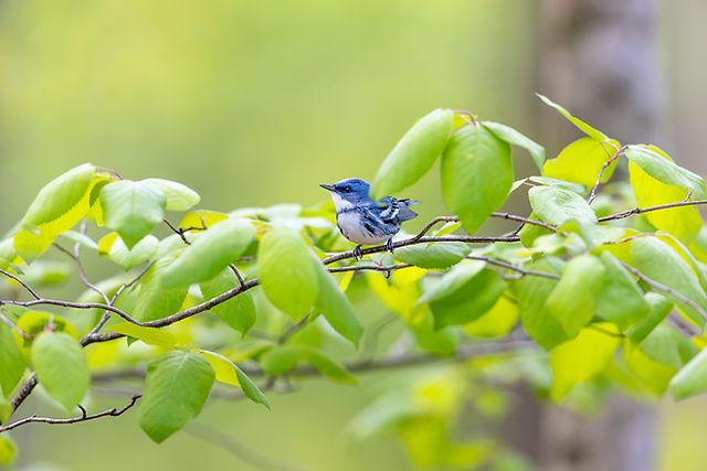 Cerulean Warbler