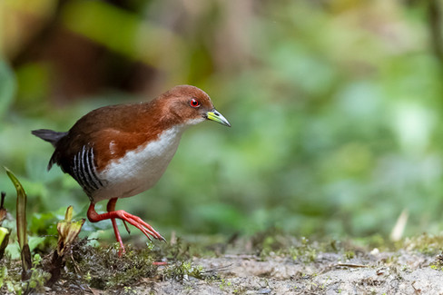 Red-and-white Crake