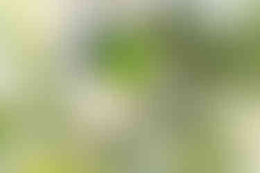 Plain Parakeet