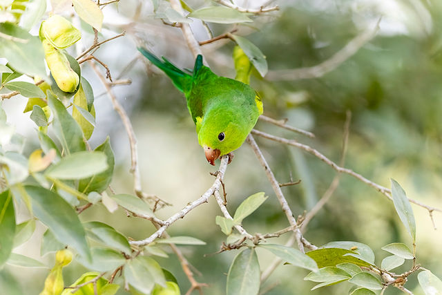 Plain Parakeet