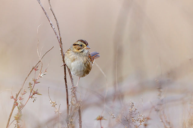 Swamp Sparrow