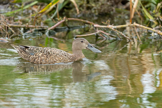 Cape Shoveler