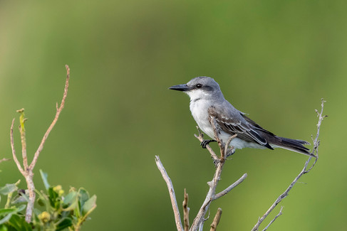 Gray Kingbird