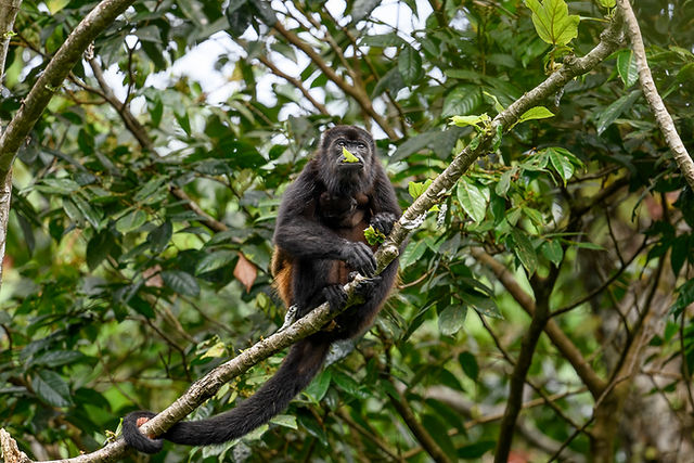 Mantled Howler Monkey