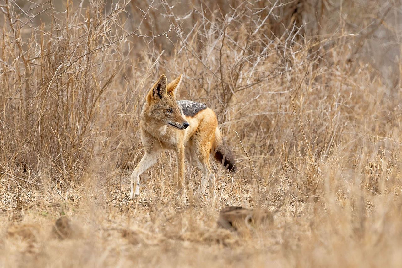 Black-backed Jackal
