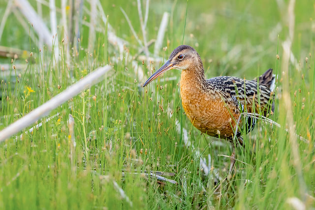King Rail