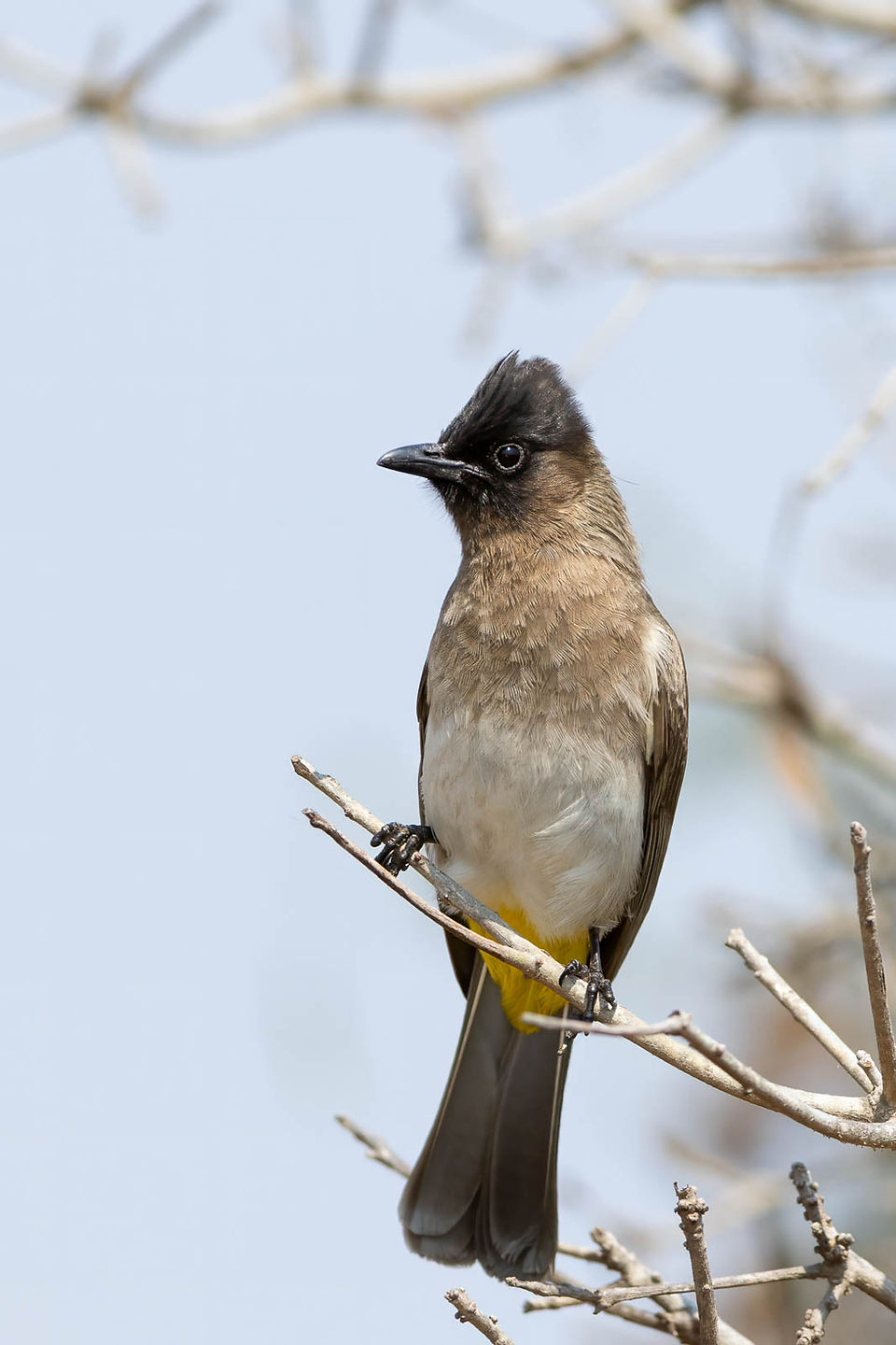 Common Bulbul