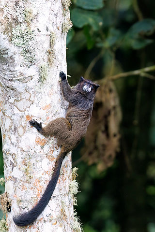 Black-mantled Tamarin