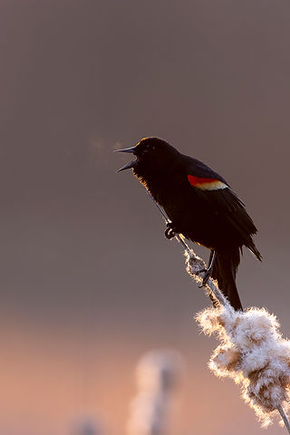 Red-winged Blackbird
