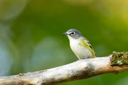 Blue-headed Vireo