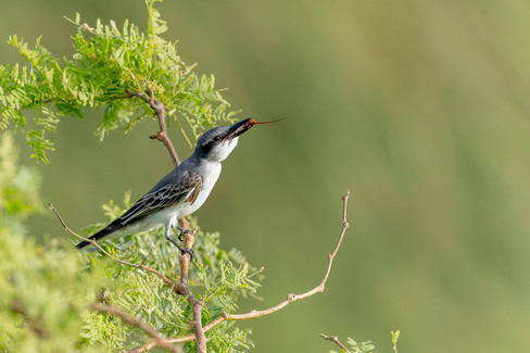 Gray Kingbird