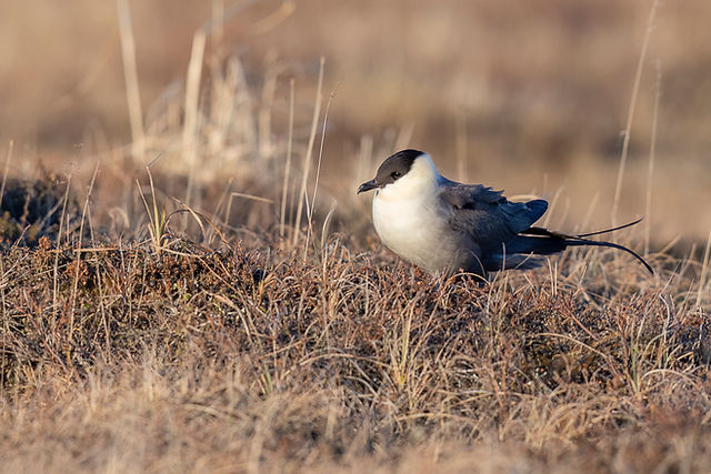 Long-tailed Jaeger