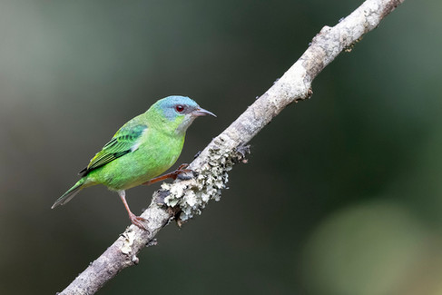 Blue Dacnis