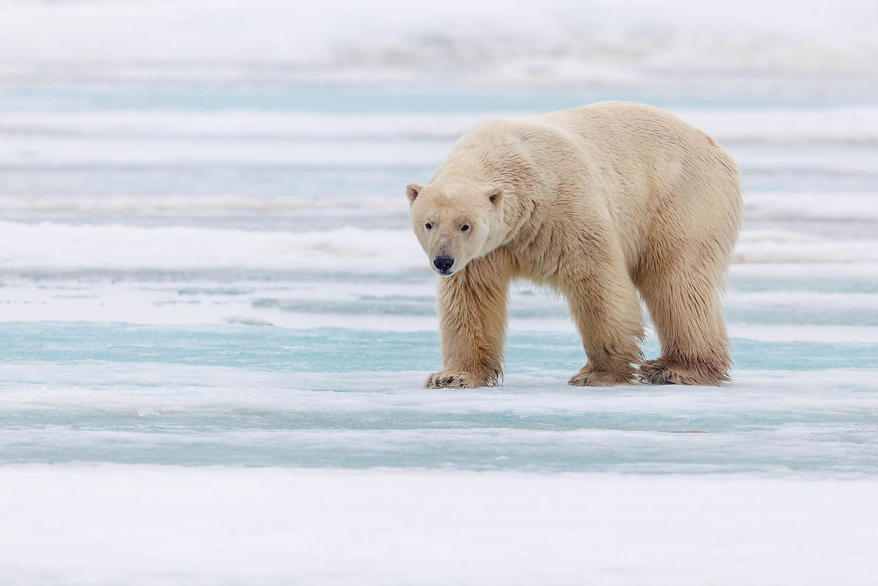 Polar Bear