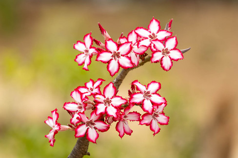 Impala Lilly