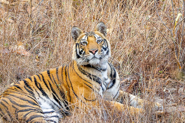 Bengal Tiger, India