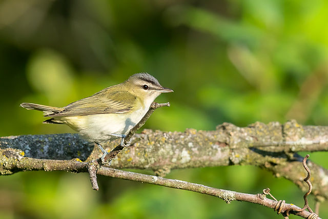 Red-eyed Vireo