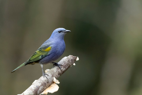 Golden-chevroned Tanager