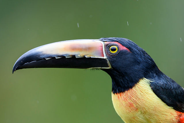 Collared Aracari