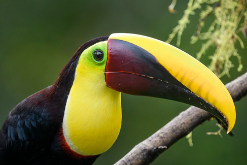 Yellow-throated Toucan