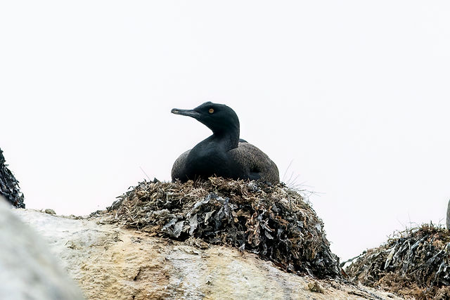 Bank Cormorant