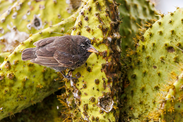 Common Cactus-Finch