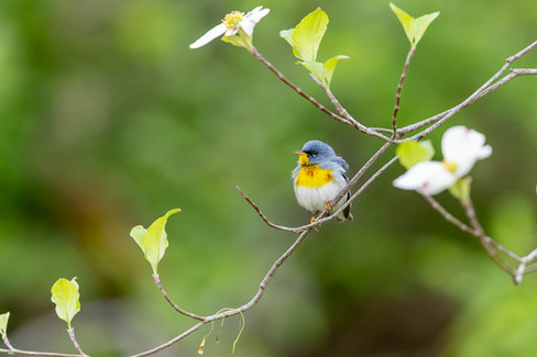 Northern Parula