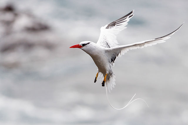 Red-billed Tropicbird