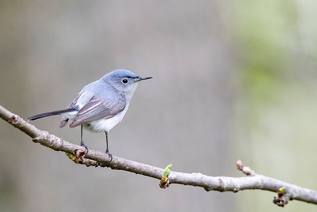 Blue-gray Gnatcatcher