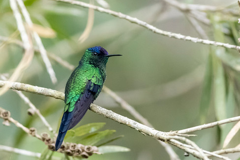 Violet-capped Woodnymph
