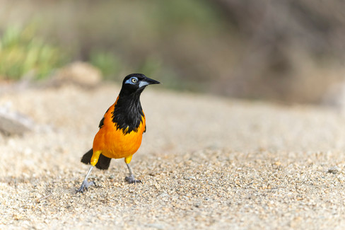 Venezuelan Troupial