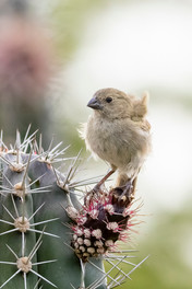 Black-faced Grassquit