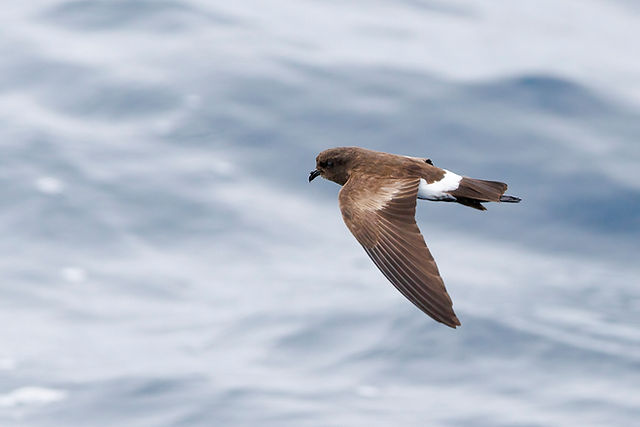 Elliot's Storm-Petrel