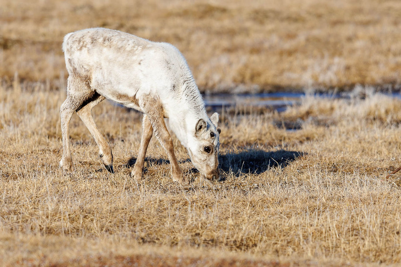 Caribou