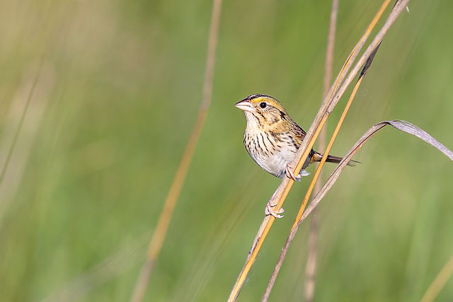 Henslow's Sparrow