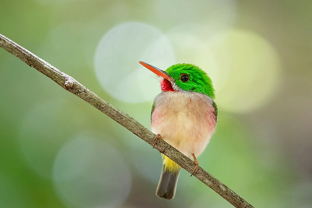 Broad-billed Tody